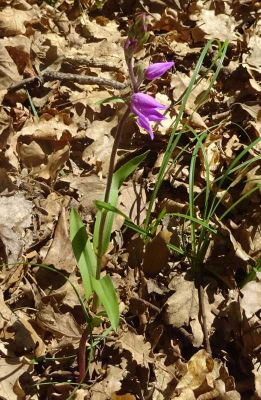 Cephalanthera rubra / Cefalantera rossa